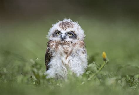 Mar 20, 2017 · It’s an Elf Owl, the smallest species of owl in the world. Standing less than six inches tall, feathered in gray with big yellow eyes, the Elf Owl weighs less than an ounce and a half — a bit less than a golf ball. And it’s a determined predator. Flying out from its tree cavity at dusk, the Elf Owl hunts beetles, crickets, and spiders ... 